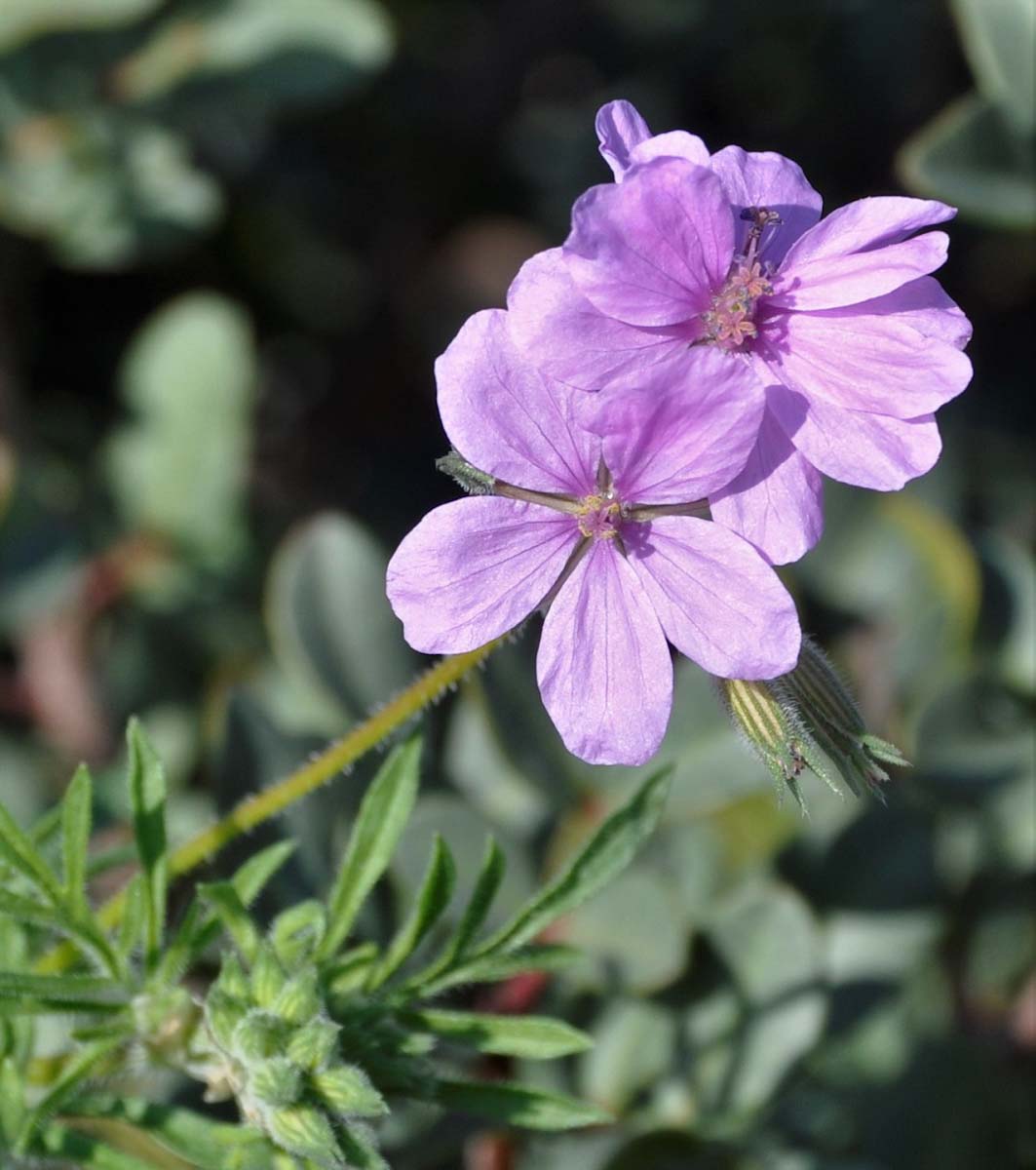 Изображение особи Erodium laciniatum.
