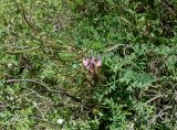 Astragalus fedtschenkoanus