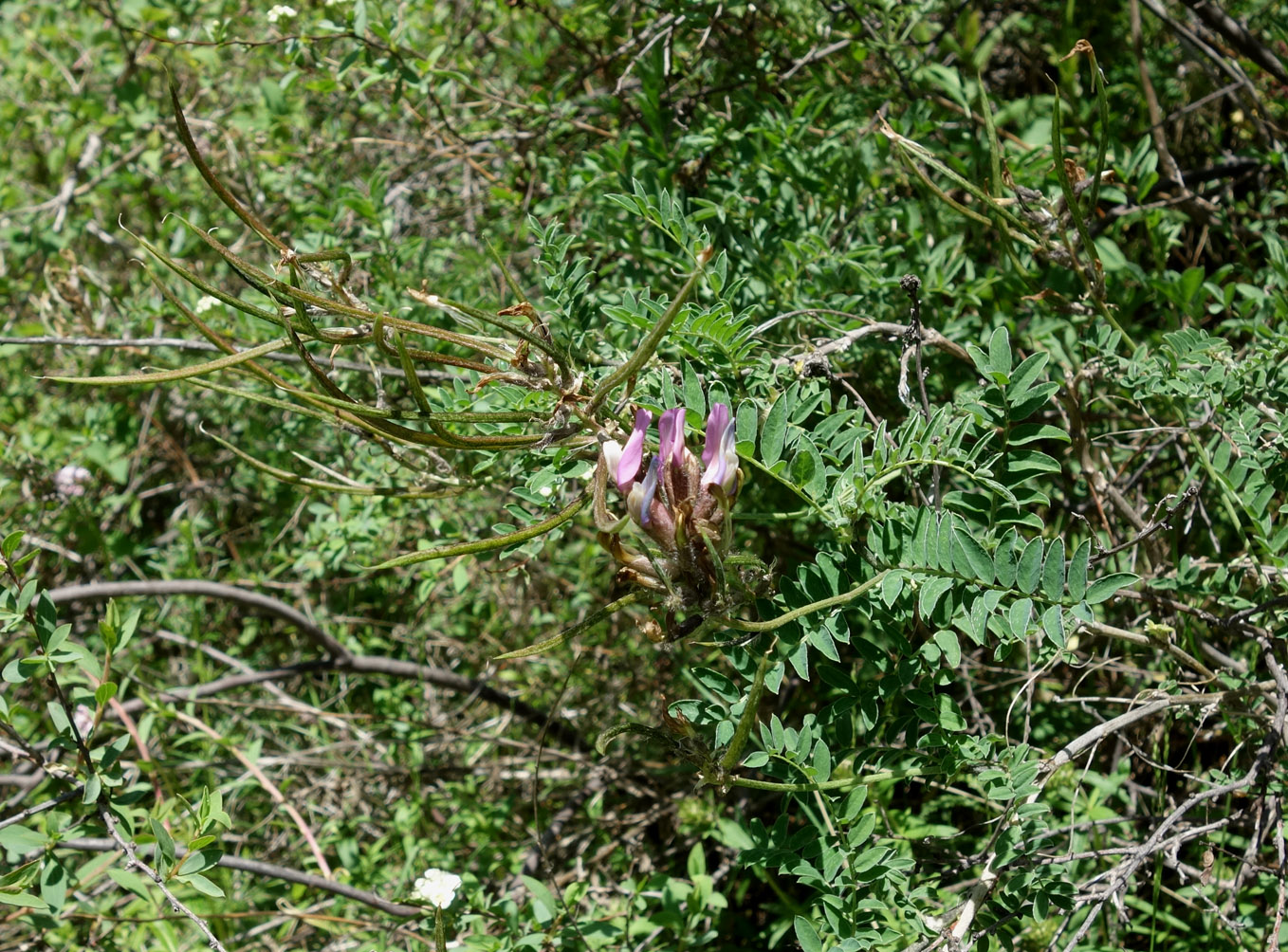 Изображение особи Astragalus fedtschenkoanus.