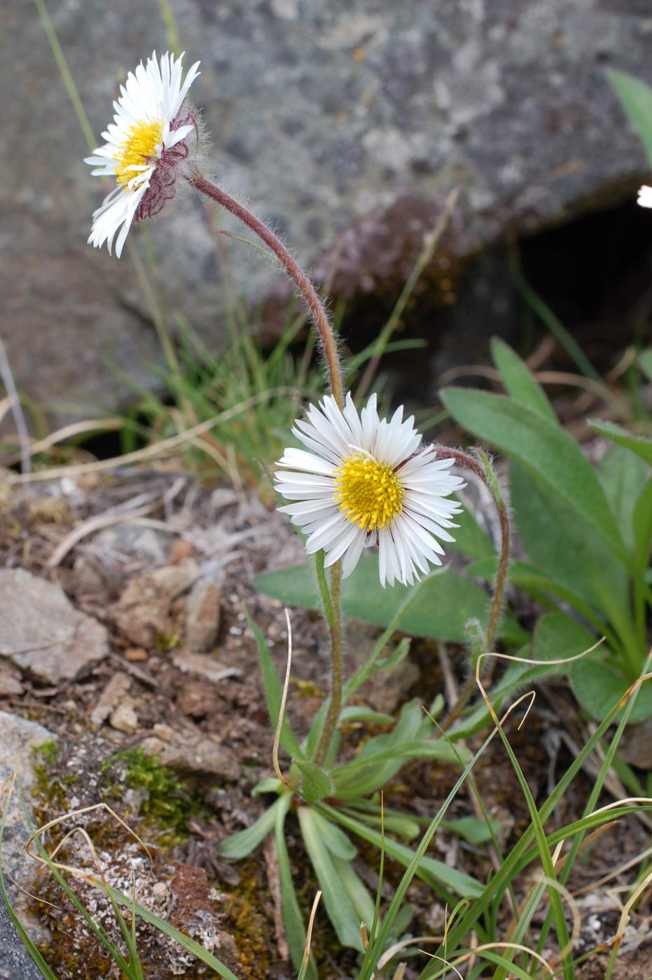 Image of Erigeron komarovii specimen.