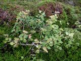 Populus tremula