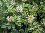Glycyrrhiza uralensis