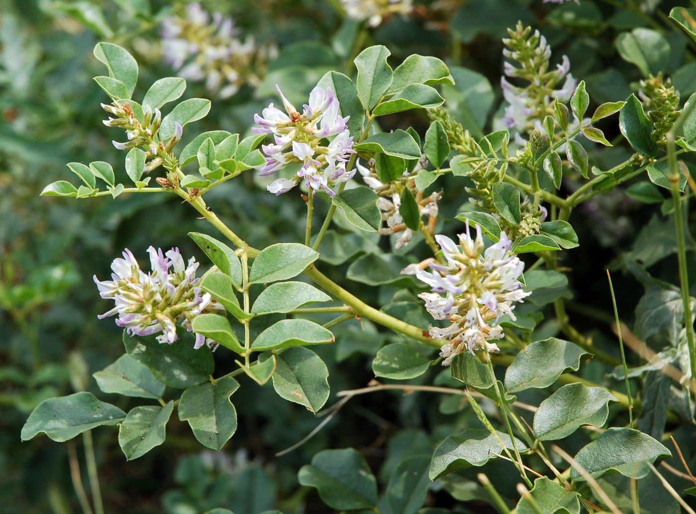 Изображение особи Glycyrrhiza uralensis.