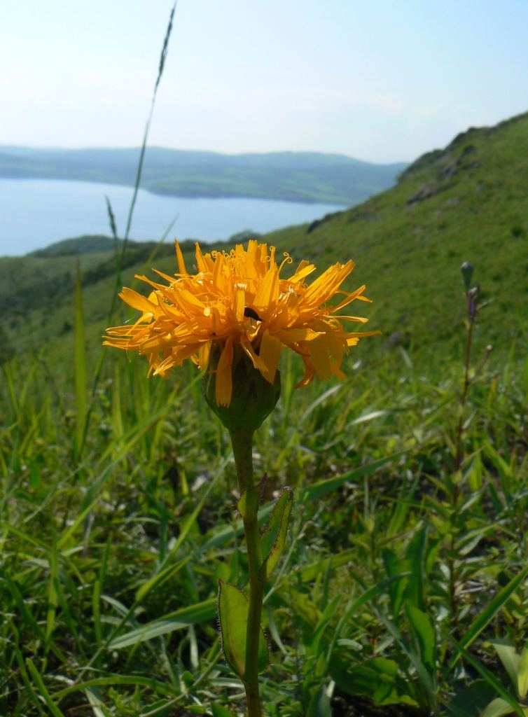 Изображение особи Trommsdorffia ciliata.