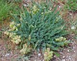 Astragalus skorniakowii