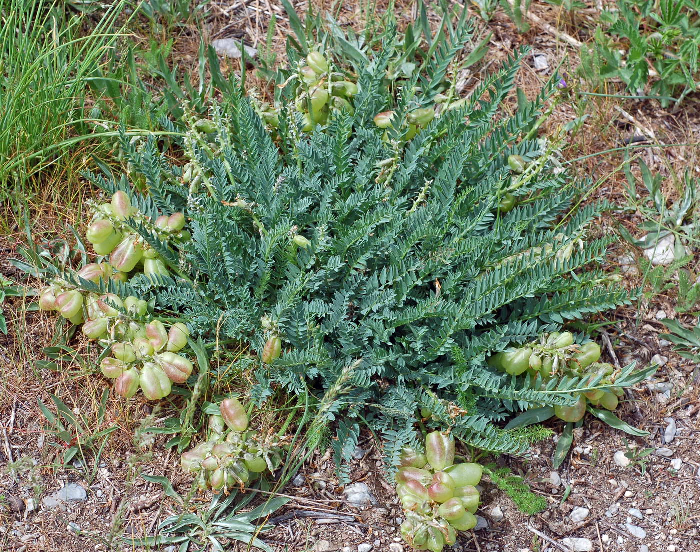 Image of Astragalus masenderanus specimen.