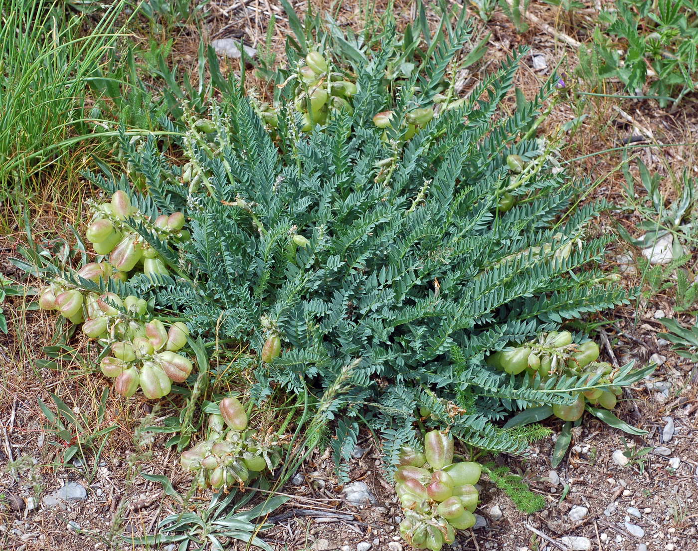 Изображение особи Astragalus skorniakowii.