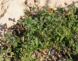 Buglossoides tenuiflora. Покров цветущих растений с примесью Calendula arvensis. Израиль, окр. г. Арад, фригана на каменистом склоне. 03.03.2020.