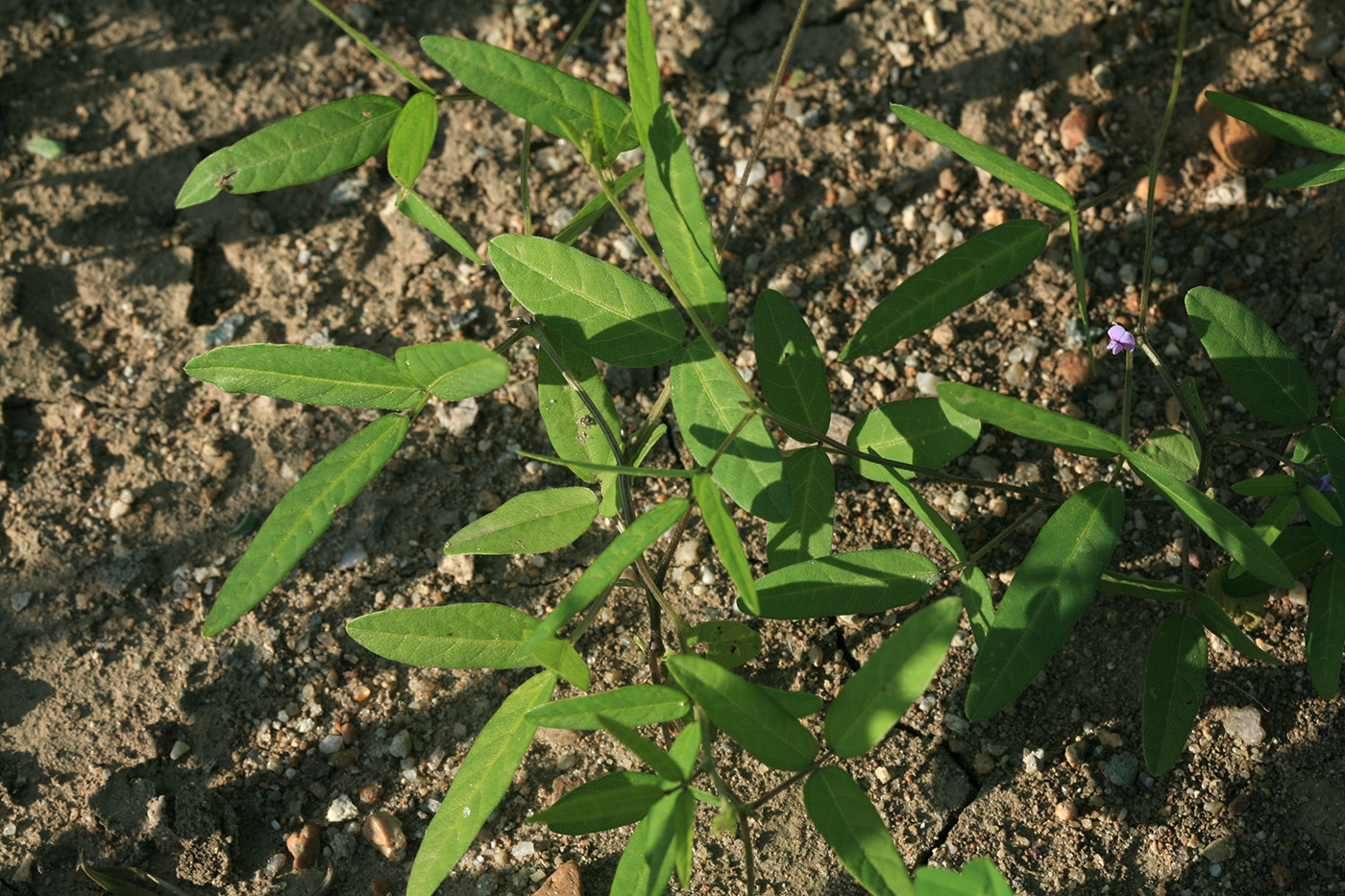 Изображение особи Glycine soja.