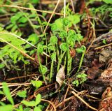Lunathyrium pycnosorum. Растение с разворачивающимися вайями. Приморский край, окр. г. Владивосток, долинный ясеневый лес. 19.05.2020.