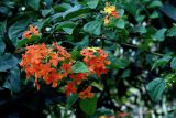 Bauhinia kockiana