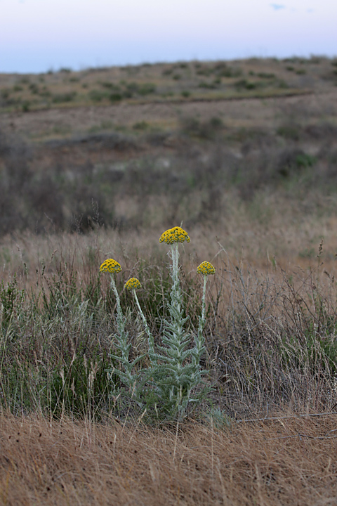 Image of Pseudohandelia umbellifera specimen.