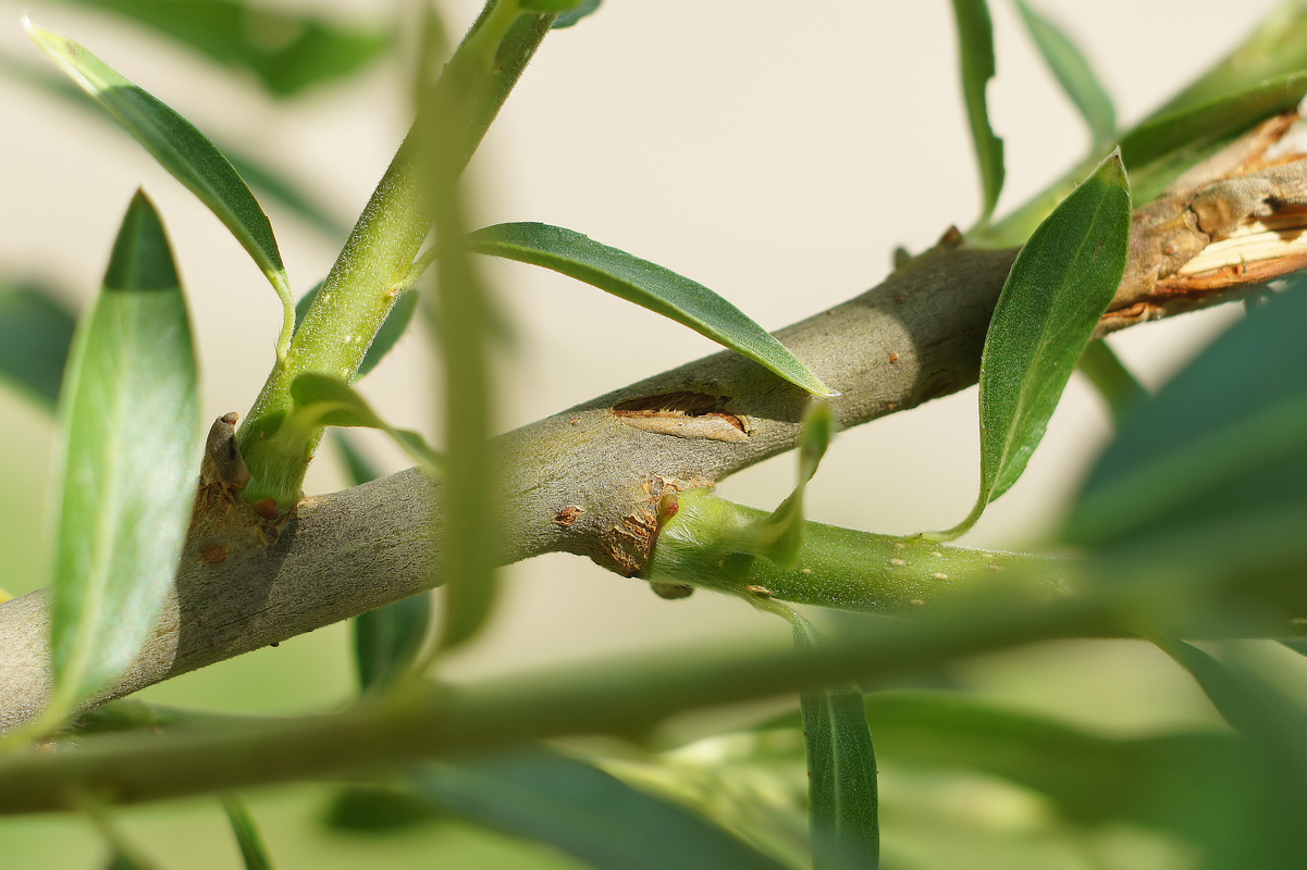 Image of Salix gmelinii specimen.