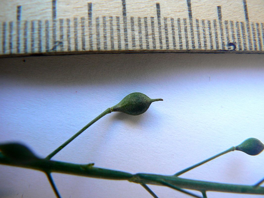 Image of Camelina sylvestris specimen.