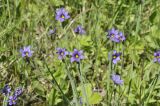 Sisyrinchium septentrionale