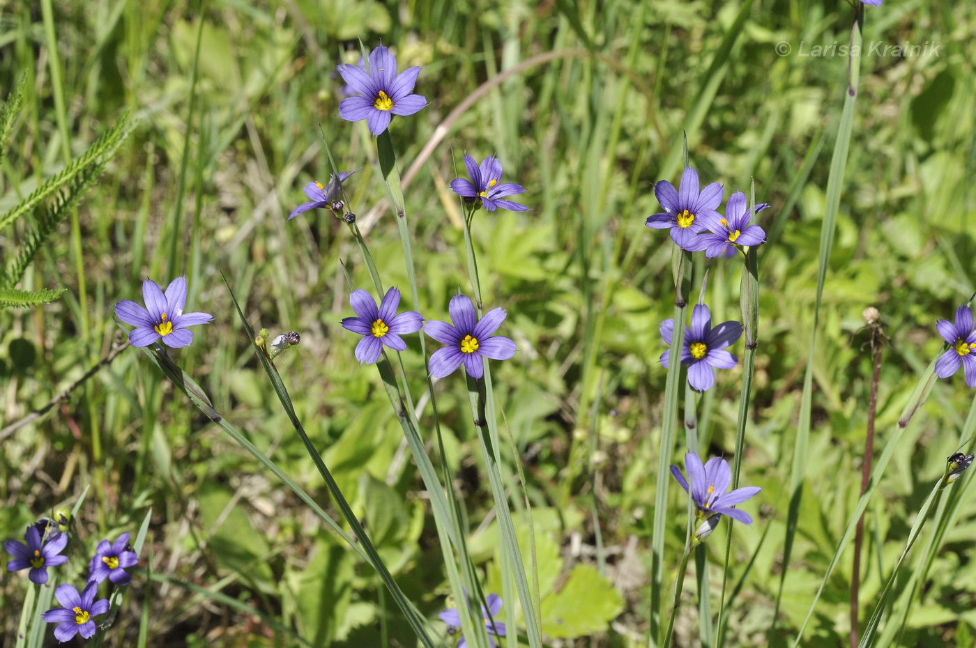 Изображение особи Sisyrinchium septentrionale.