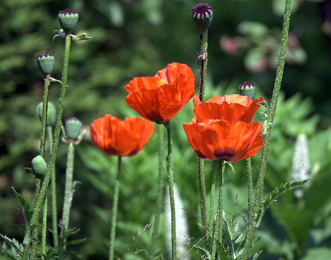 Image of Papaver setiferum specimen.