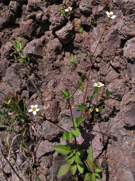 Изображение особи Bidens pilosa.