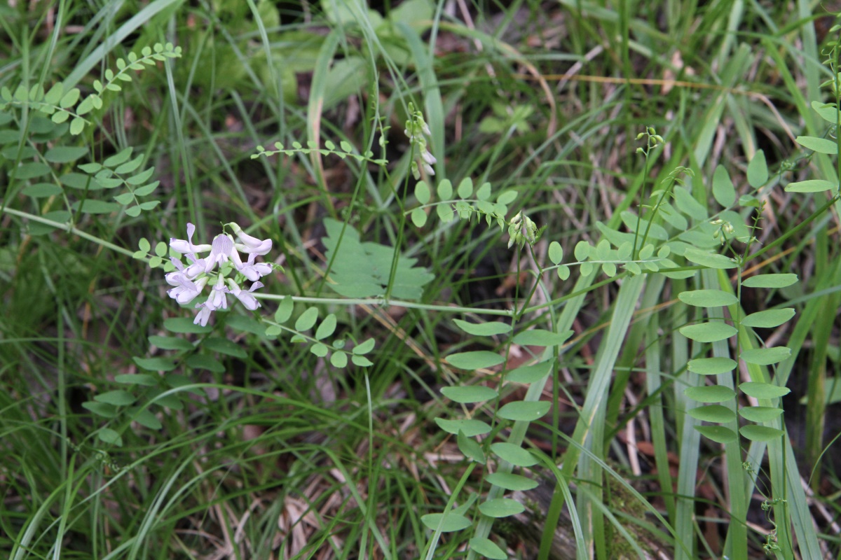 Изображение особи Vicia sylvatica.