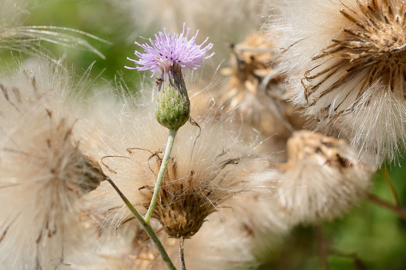 Изображение особи Cirsium incanum.