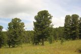 Pinus sibirica. Взрослые деревья. Алтай, Онгудайский р-н, Семинский перевал, ≈ 1700 м н.у.м., кедровый лес. 27.07.2020.