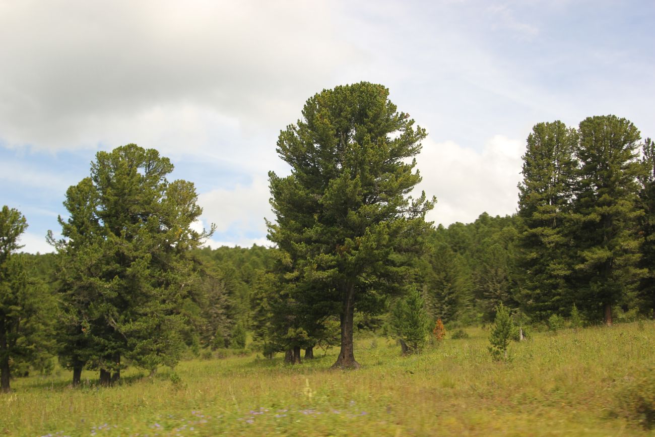 Image of Pinus sibirica specimen.