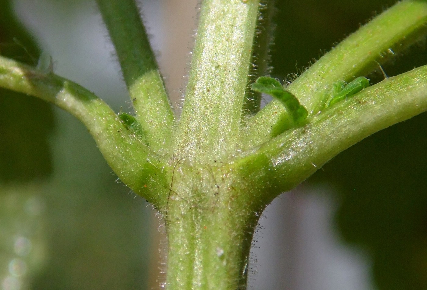 Image of Melissa officinalis specimen.