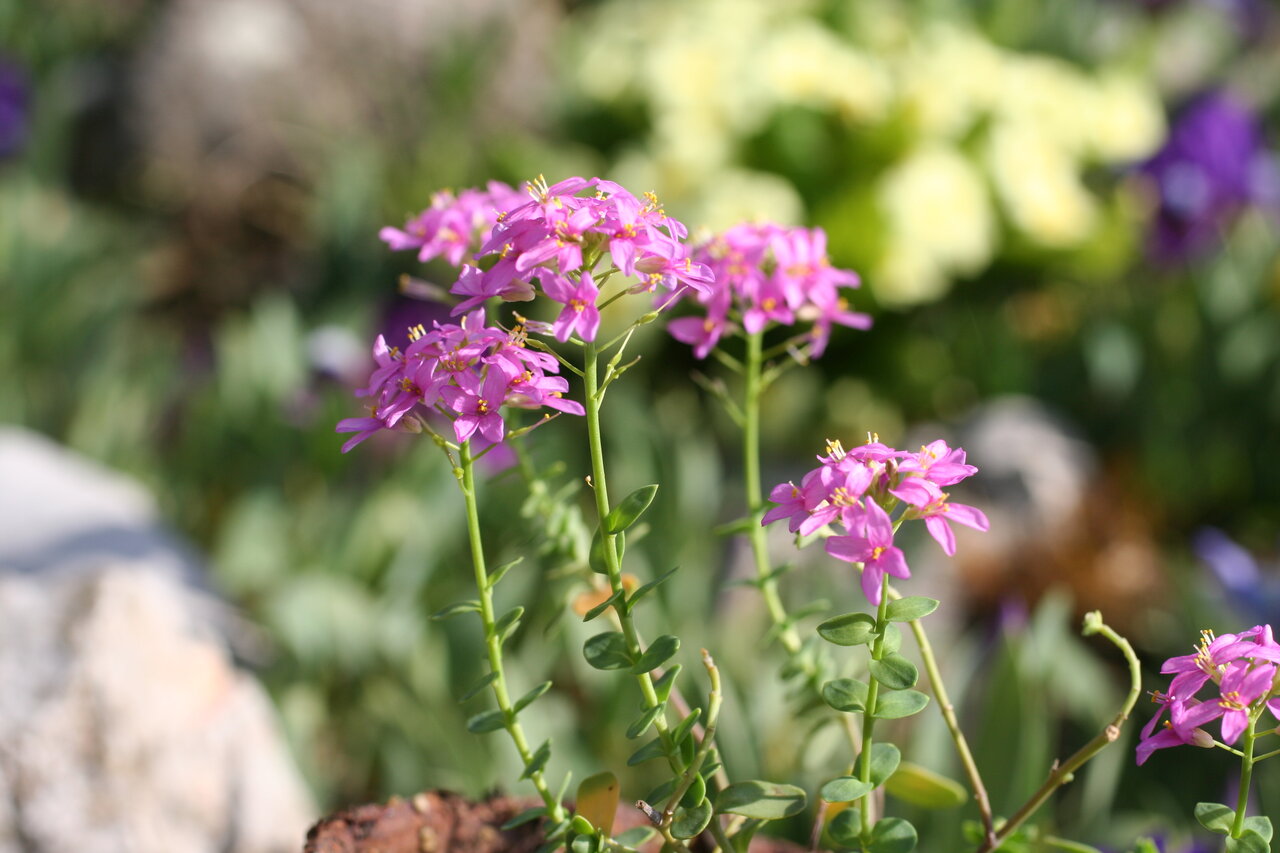 Изображение особи Aethionema rhodopaeum.