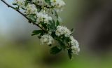 Crataegus pontica