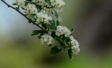 Crataegus pontica