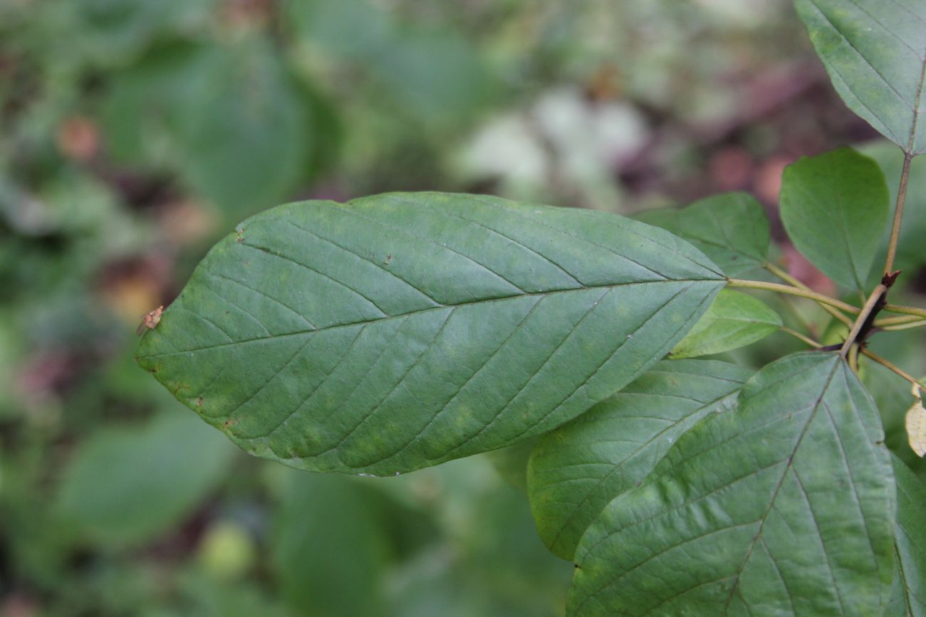 Image of Frangula alnus specimen.