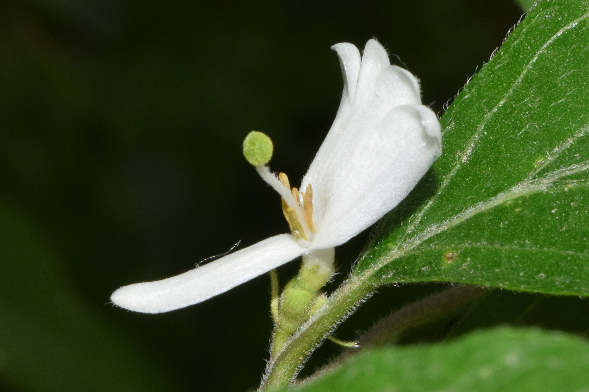 Image of genus Lonicera specimen.