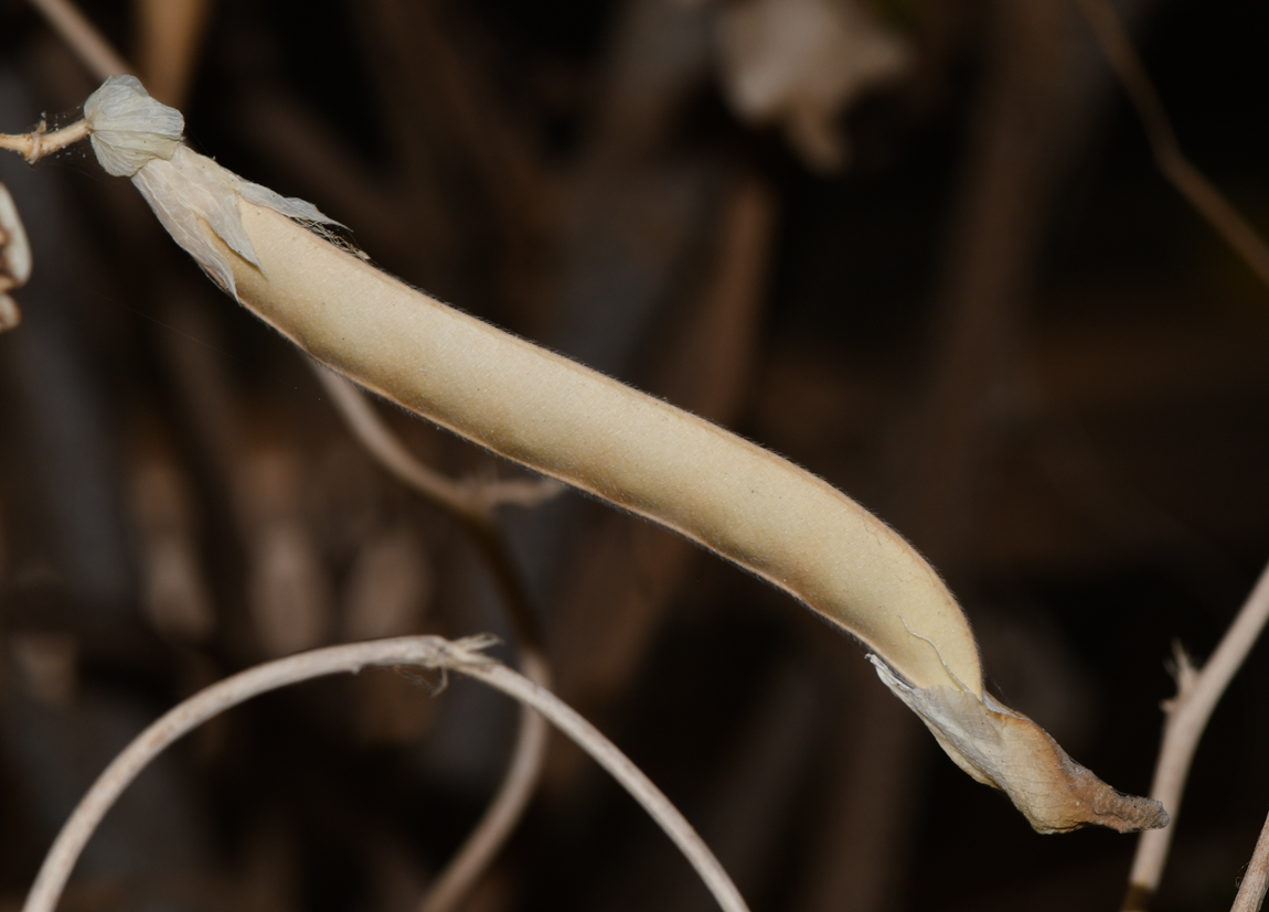 Image of Clitoria ternatea specimen.