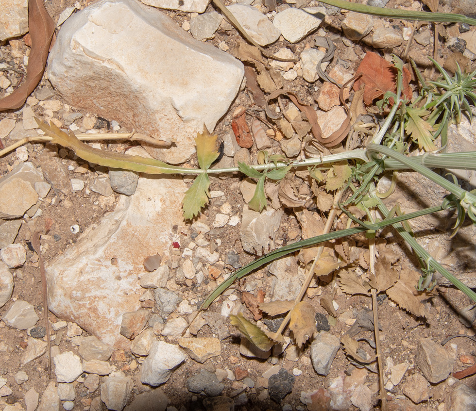 Изображение особи Exoacantha heterophylla.