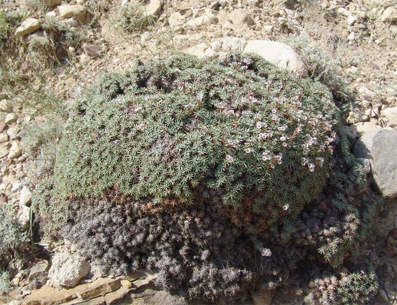 Image of Acantholimon schemachense specimen.