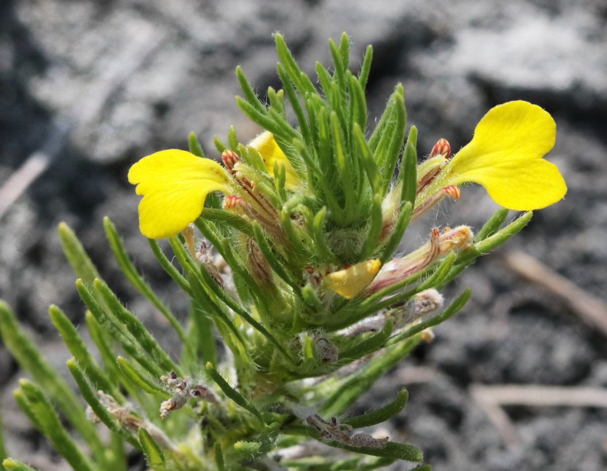 Image of Ajuga glabra specimen.