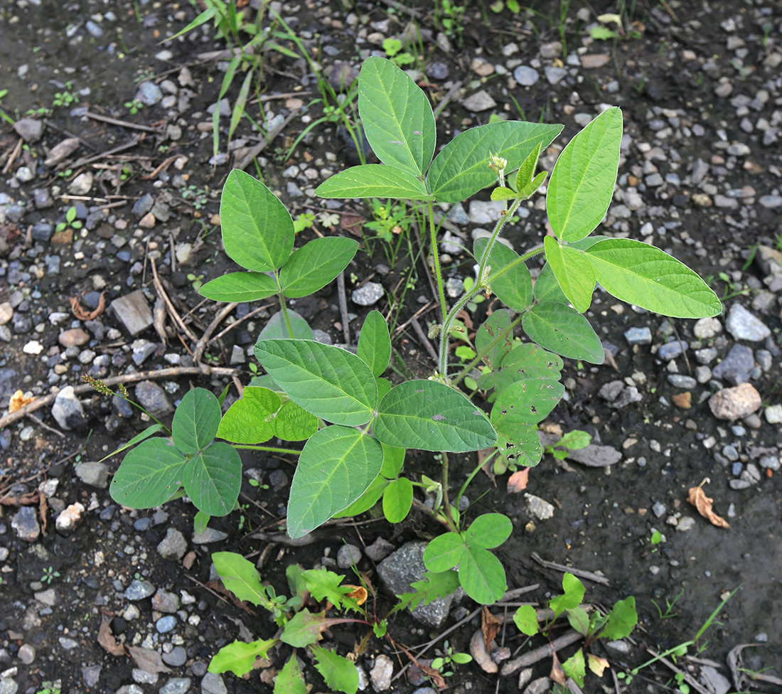 Image of Glycine max specimen.