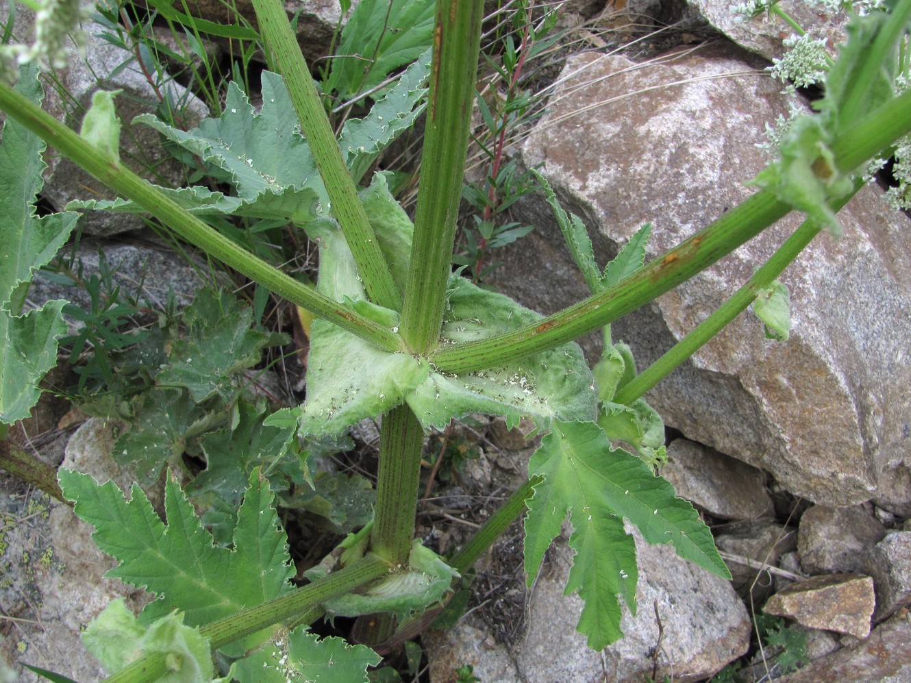 Изображение особи Heracleum leskovii.