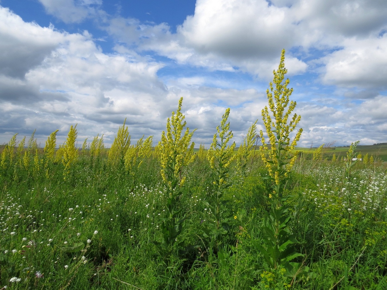 Изображение особи Verbascum lychnitis.