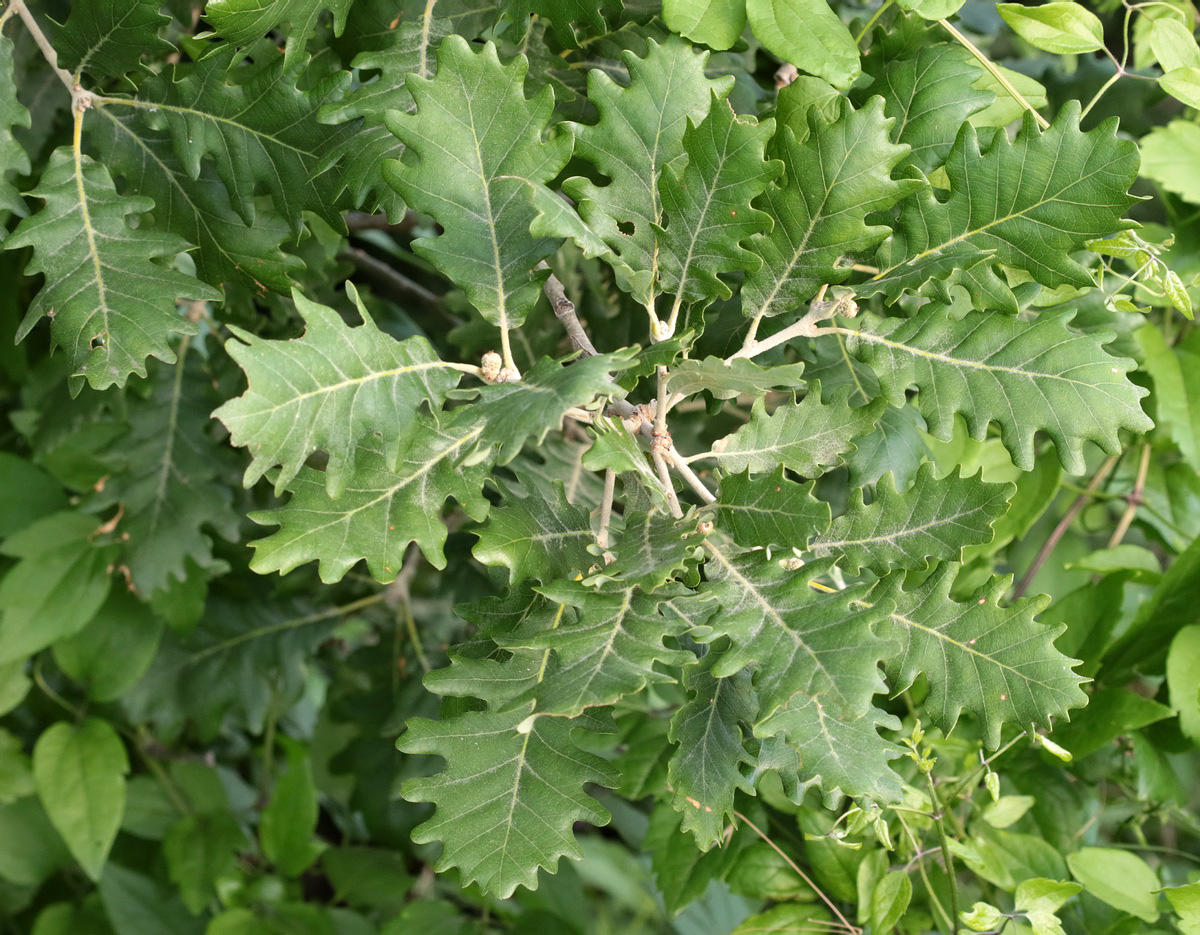 Изображение особи Quercus pubescens.