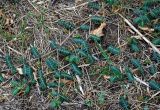 Tribulus terrestris
