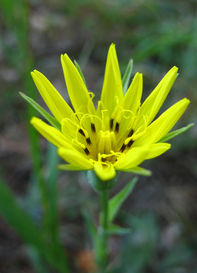 Изображение особи Tragopogon orientalis.