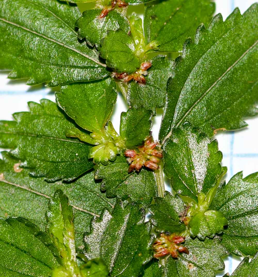 Image of Pilea nutans specimen.