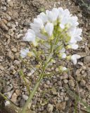 Noccaea macrantha