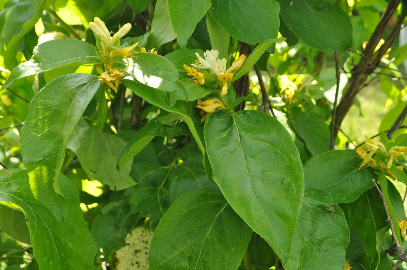 Image of Lonicera ferdinandi specimen.