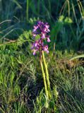 Anacamptis подвид caucasica