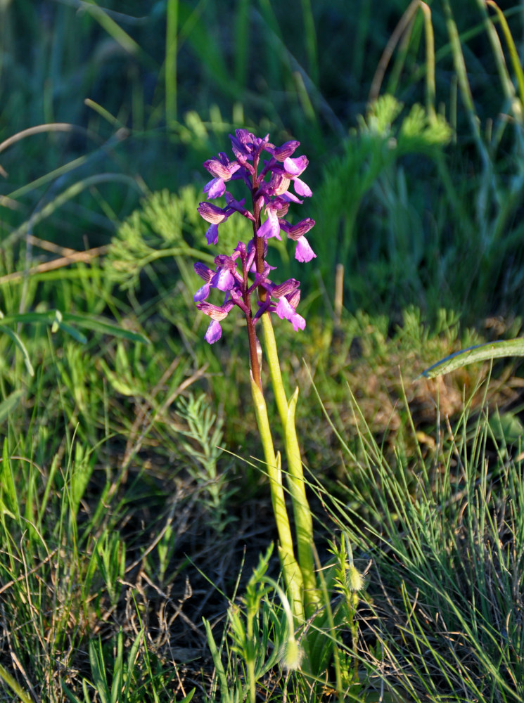 Image of Anacamptis morio ssp. caucasica specimen.