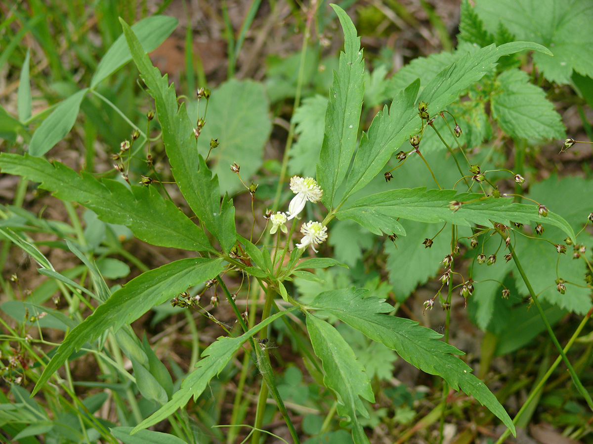 Image of Anemone reflexa specimen.