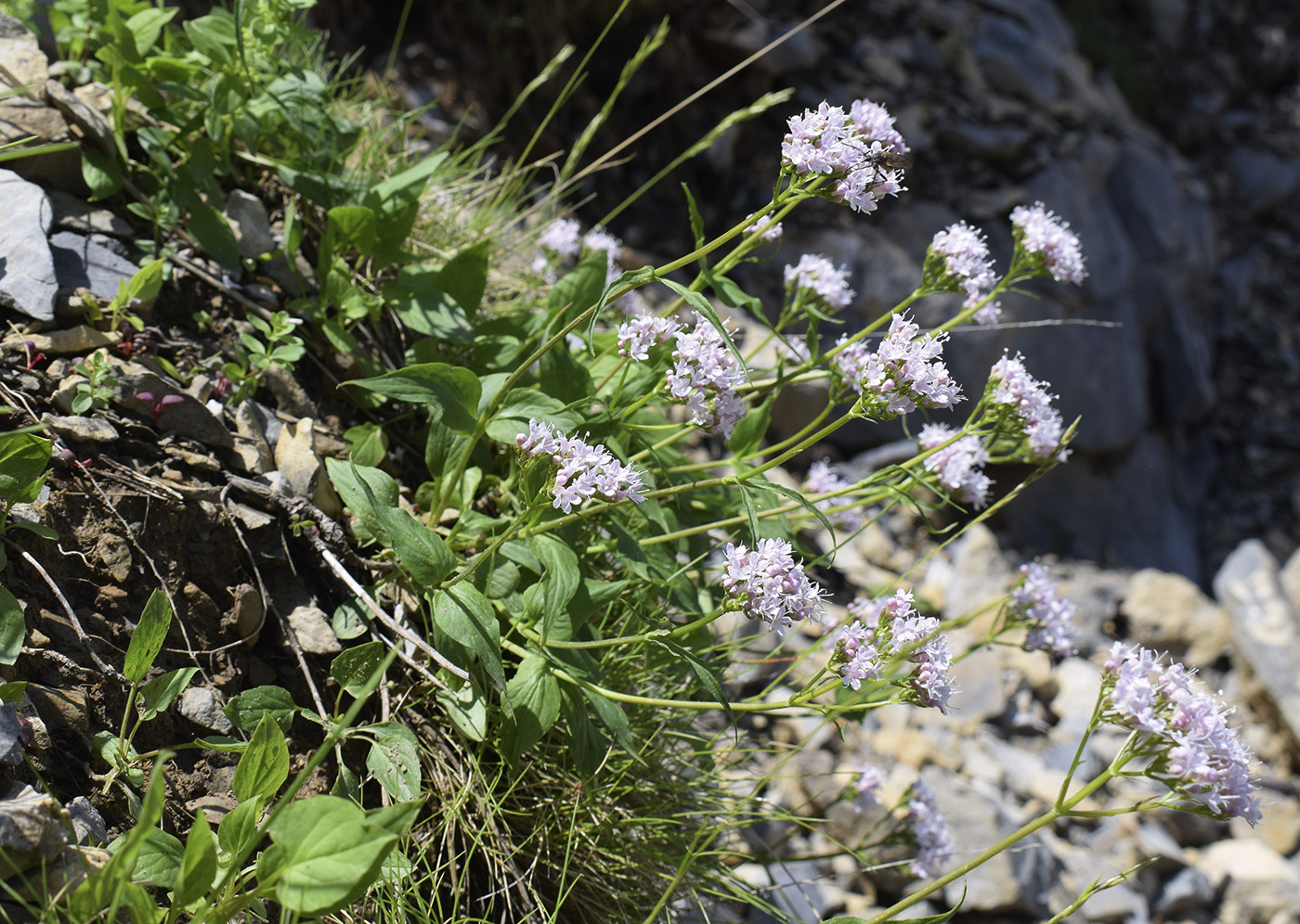 Image of Valeriana montana specimen.