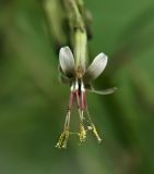 Prenanthes tatarinowii
